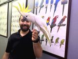 Full Evci̇l Sülfür Kakadu Papağanimiz