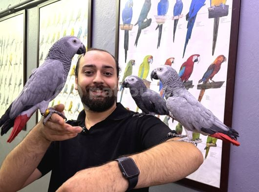 Konuşan Eğitimli Evcil Jako Papağanları