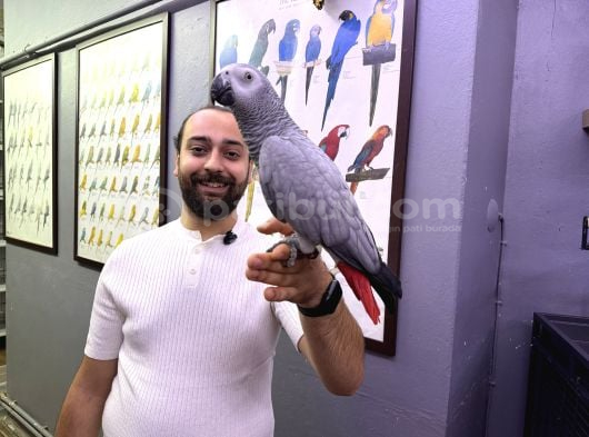 200 KELİME ÇOK KONUŞAN JAKO PAPAĞANI
