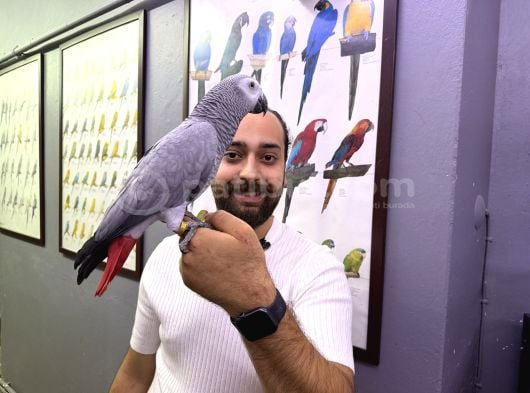 200 Keli̇me Çok Konuşan Jako Papağani görsel