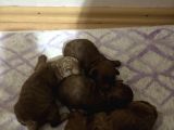 T-Cup Toy Poodle Yavrularim