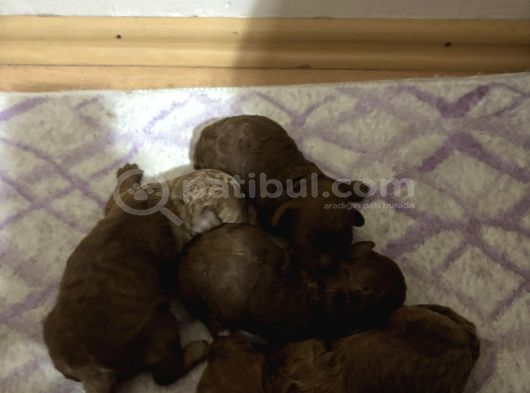 T-Cup Toy Poodle Yavrularim görsel