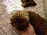 T-Cup Toy Poodle Yavrularim