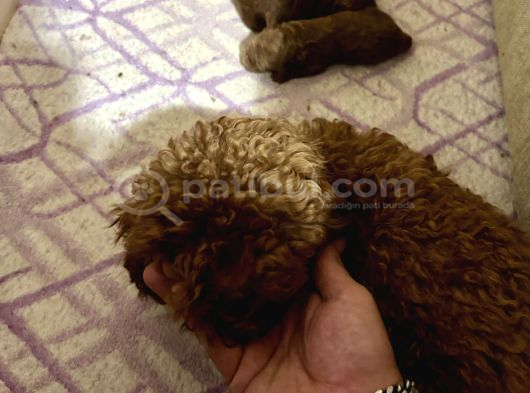 T-Cup Toy Poodle Yavrularim görsel