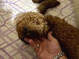 T-Cup Toy Poodle Yavrularim