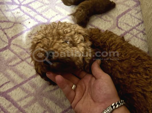 T-Cup Toy Poodle Yavrularim görsel