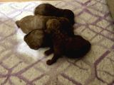 T-Cup Toy Poodle Yavrularim