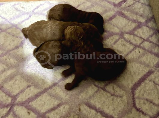 T-Cup Toy Poodle Yavrularim görsel