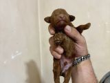 T-Cup Toy Poodle Yavrularim