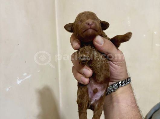 T-Cup Toy Poodle Yavrularim görsel