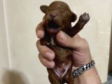 T-Cup Toy Poodle Yavrularim