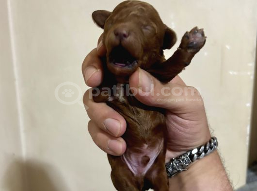T-Cup Toy Poodle Yavrularim görsel