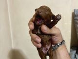 T-Cup Toy Poodle Yavrularim