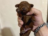 T-Cup Toy Poodle Yavrularim
