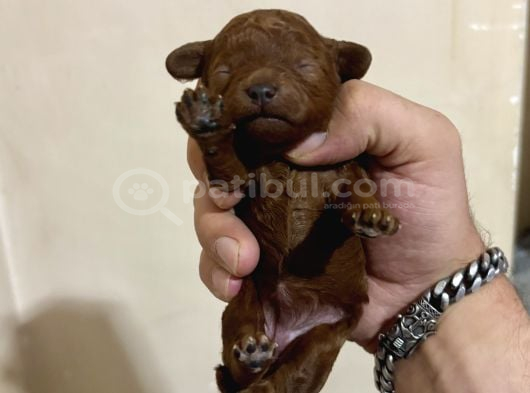T-Cup Toy Poodle Yavrularim görsel