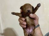 T-Cup Toy Poodle Yavrularim