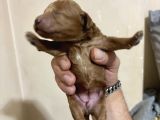 T-Cup Toy Poodle Yavrularim