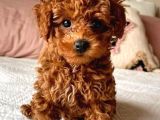 Irkinin En Güzeli̇ Toy Poodle