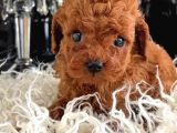 Küçücük Toy Poodle