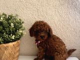 Minik Irk Sevenlere Teacup Poodle