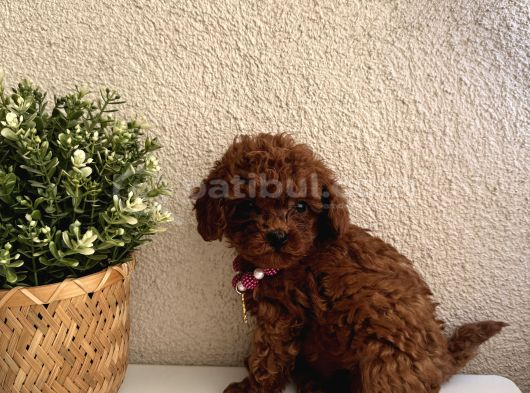 Minik Irk Sevenlere Teacup Poodle görsel