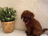 Minik Irk Sevenlere Teacup Poodle
