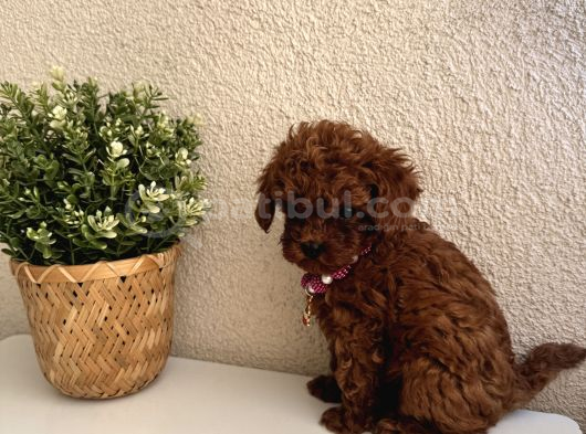 Minik Irk Sevenlere Teacup Poodle görsel