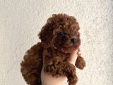 Minik Irk Sevenlere Teacup Poodle