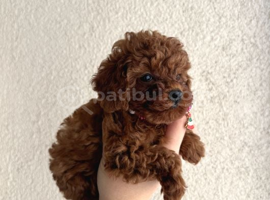 Minik Irk Sevenlere Teacup Poodle