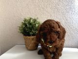 Safkan Dişi Erkek Poodle Yavrular