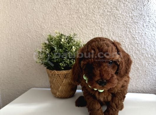 Safkan Dişi Erkek Poodle Yavrular görsel
