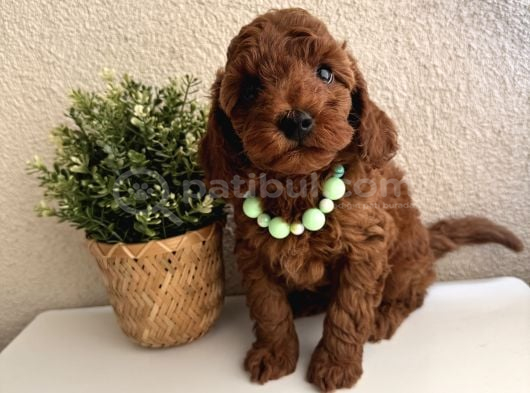 Safkan Dişi Erkek Poodle Yavrular görsel