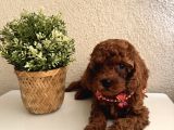 Safkan Dişi Erkek Poodle Yavrular