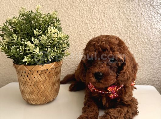 Safkan Dişi Erkek Poodle Yavrular görsel