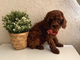 Safkan Dişi Erkek Poodle Yavrular