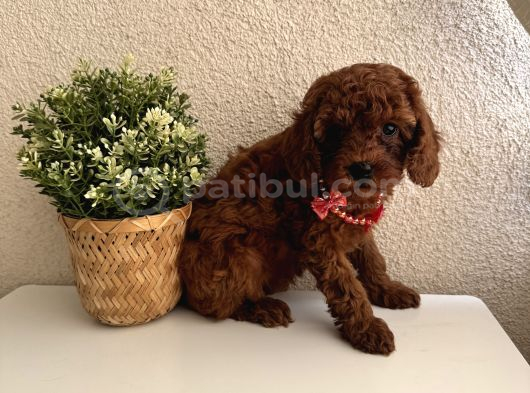 Safkan Dişi Erkek Poodle Yavrular görsel