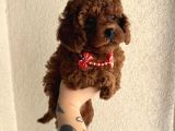 Safkan Dişi Erkek Poodle Yavrular
