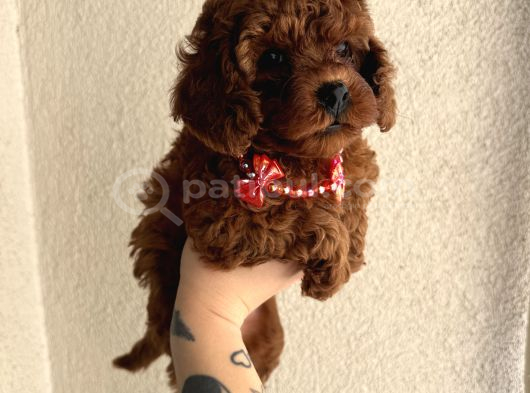 Safkan dişi erkek poodle yavrular