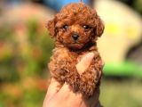 Microteacup Korea Poodle Yavrular