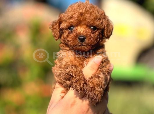 Microteacup korea poodle yavrular