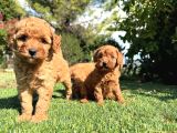 Irk Garanti̇li̇ Toy Poodle Yavrular