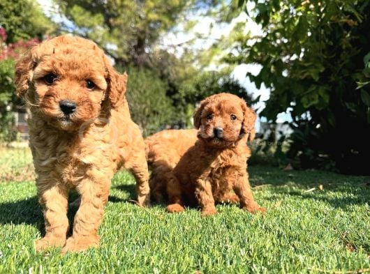 Irk Garanti̇li̇ Toy Poodle Yavrular görsel