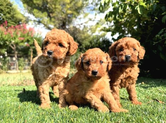 Irk Garanti̇li̇ Toy Poodle Yavrular