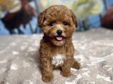 Parti̇ Color Toy Poodle