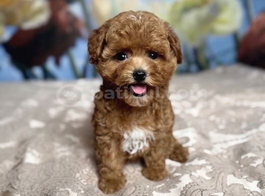 Parti̇ Color Toy Poodle