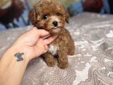 Parti̇ Color Toy Poodle