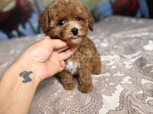 Parti̇ Color Toy Poodle görsel