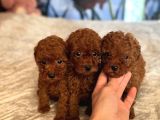 Safkan Toy Poodle Yavrularimiz