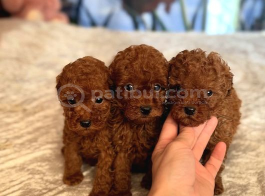 Safkan Toy Poodle Yavrularimiz