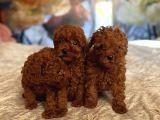 Safkan Toy Poodle Yavrularimiz